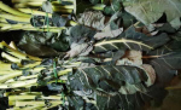 1 kg Brokkoliblätter